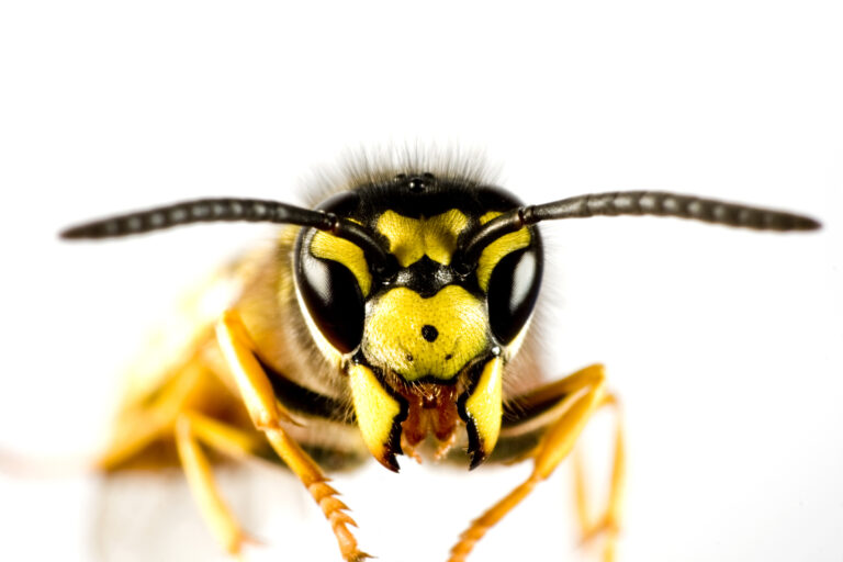pest control marketing