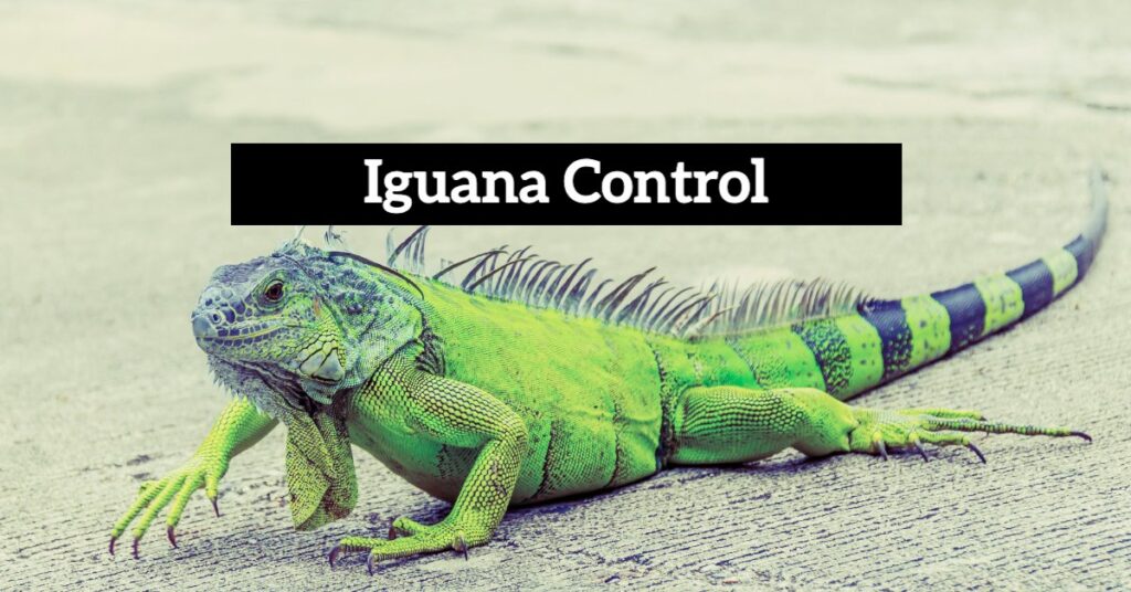 Iguana Control: Protect Your Property and the Ecosystem with Professional Pest Control cover
