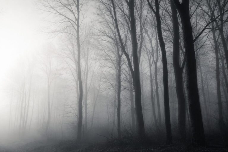Bare winter trees receding into dense fog